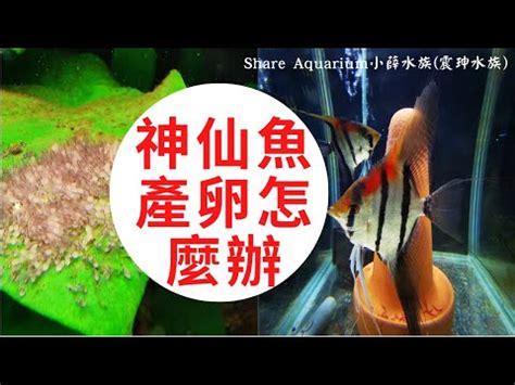 神仙魚繁殖秘笈|【神仙魚繁殖秘笈】神仙魚繁殖秘笈：小魚輕鬆度過關。